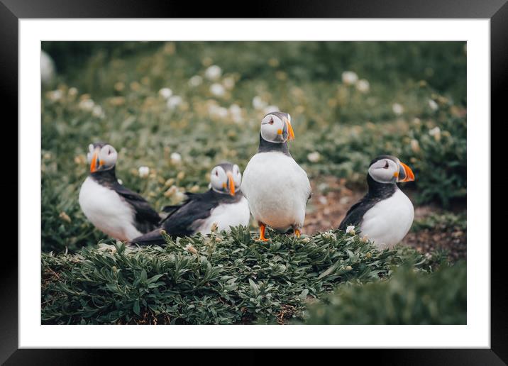 Puffins hanging out Framed Mounted Print by Jonny Gios