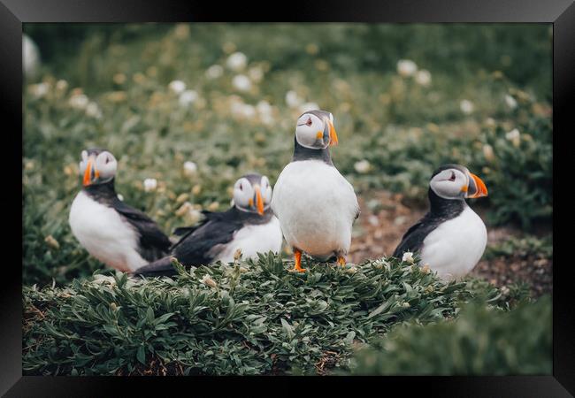 Puffins hanging out Framed Print by Jonny Gios