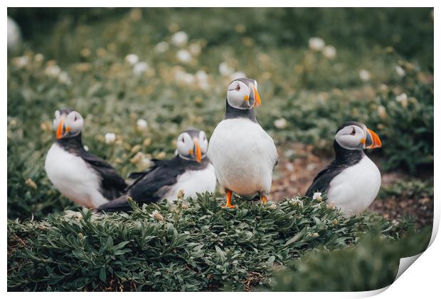 Puffins hanging out Print by Jonny Gios