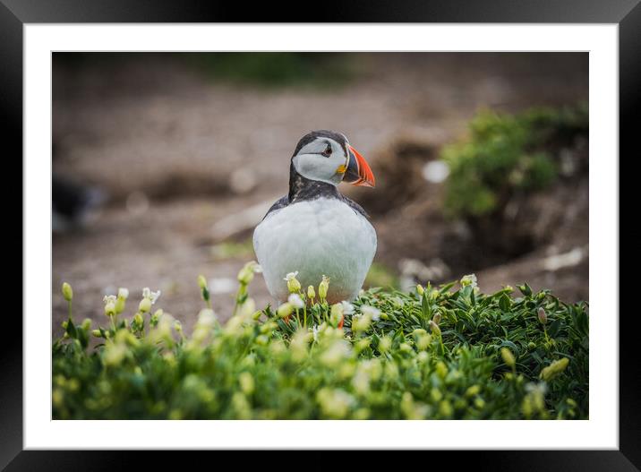 Puffin standing tall  Framed Mounted Print by Jonny Gios