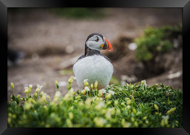 Puffin standing tall  Framed Print by Jonny Gios