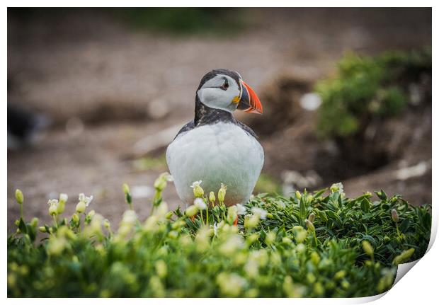 Puffin standing tall  Print by Jonny Gios