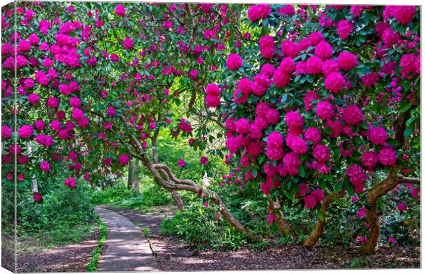 Path through Rhododendrons  Canvas Print by Joyce Storey