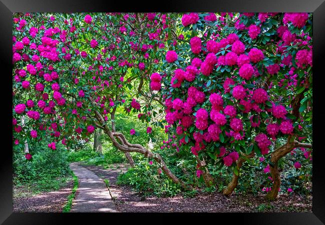 Path through Rhododendrons  Framed Print by Joyce Storey
