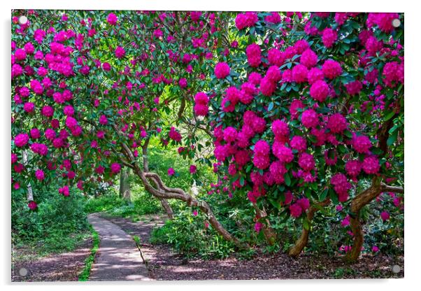 Path through Rhododendrons  Acrylic by Joyce Storey