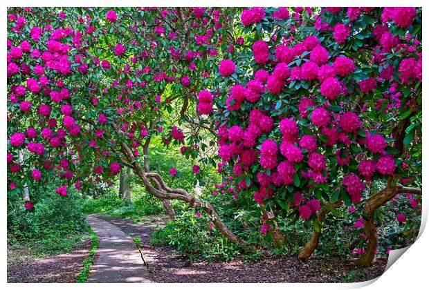 Path through Rhododendrons  Print by Joyce Storey