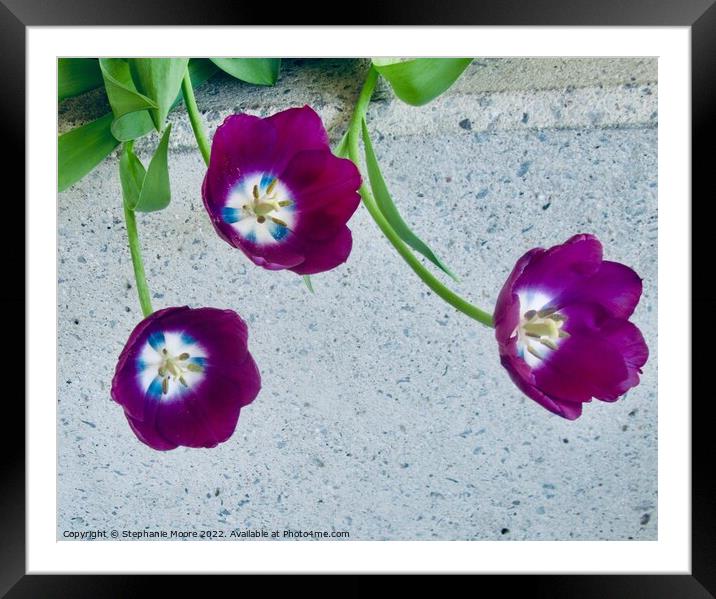 Purple tulips Framed Mounted Print by Stephanie Moore