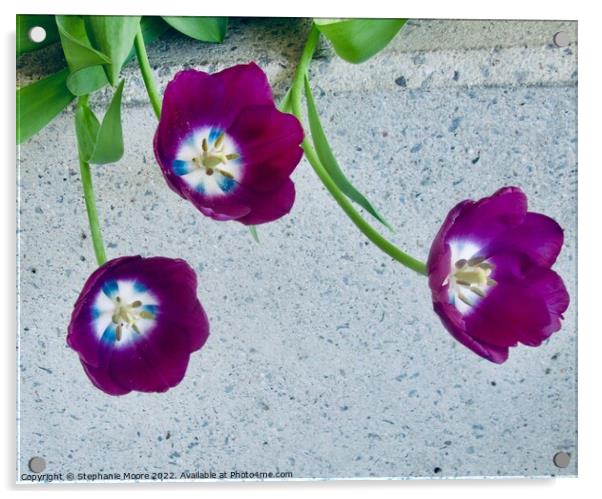 Purple tulips Acrylic by Stephanie Moore