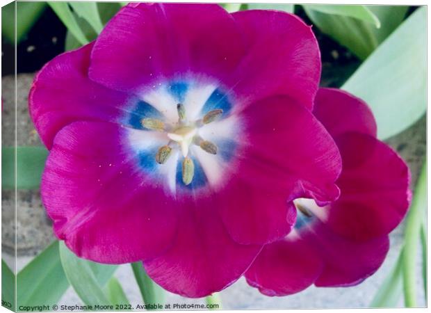 Purple tulips Canvas Print by Stephanie Moore