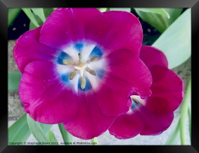 Purple tulips Framed Print by Stephanie Moore
