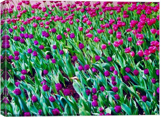 Pink and Purple tulips Canvas Print by Stephanie Moore