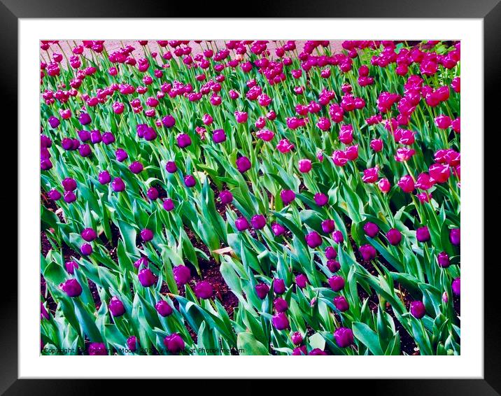 Pink and Purple tulips Framed Mounted Print by Stephanie Moore