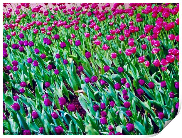 Pink and Purple tulips Print by Stephanie Moore