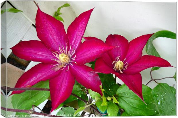Radiant Ruby Clematis Blossom Canvas Print by Deanne Flouton