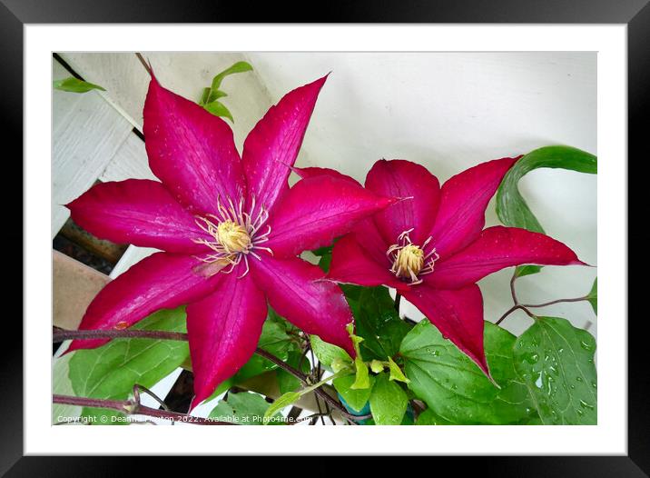 Radiant Ruby Clematis Blossom Framed Mounted Print by Deanne Flouton