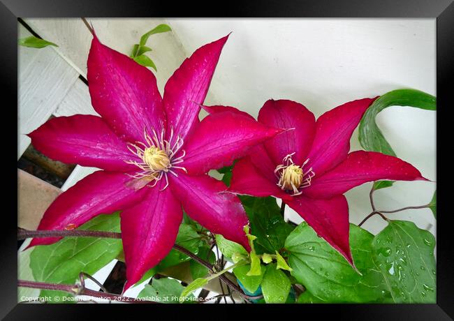 Radiant Ruby Clematis Blossom Framed Print by Deanne Flouton