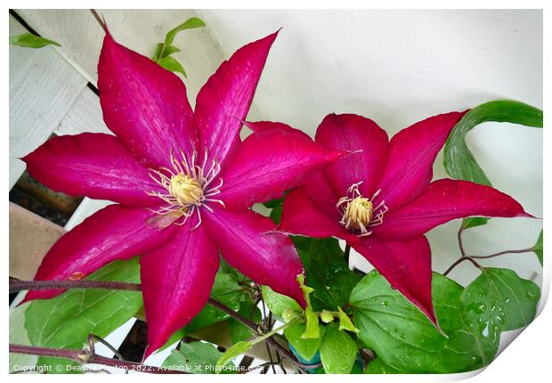 Radiant Ruby Clematis Blossom Print by Deanne Flouton