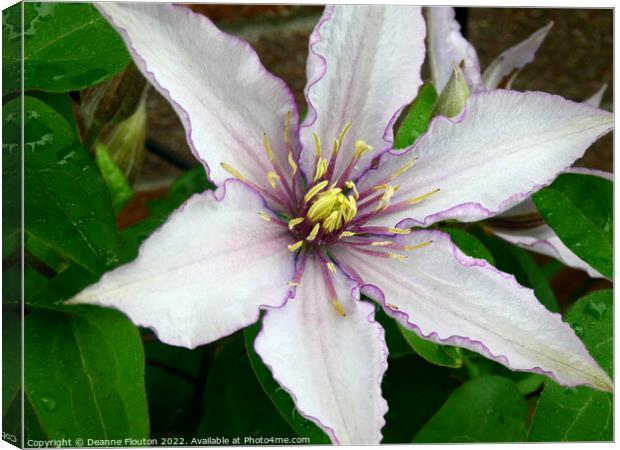 Delicate Purple Fringed Clematis Bloom Canvas Print by Deanne Flouton
