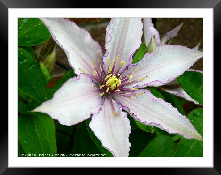 Delicate Purple Fringed Clematis Bloom Framed Mounted Print by Deanne Flouton