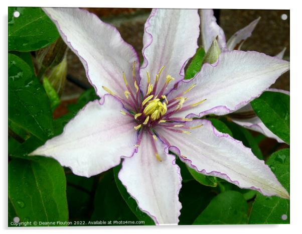 Delicate Purple Fringed Clematis Bloom Acrylic by Deanne Flouton