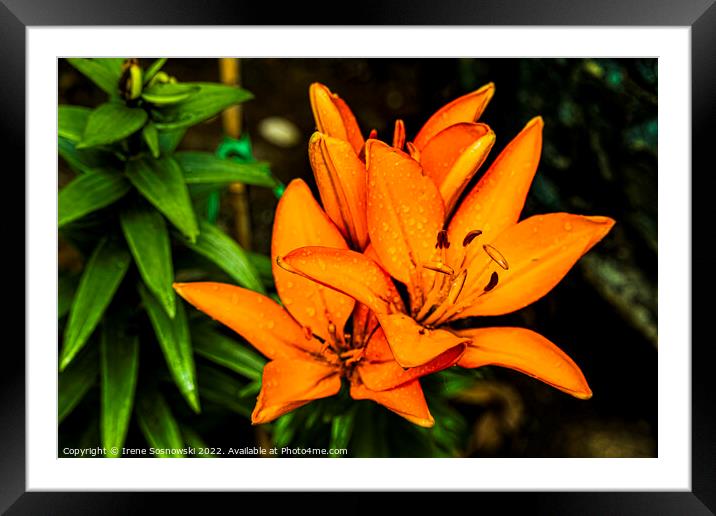 Asiatic Lilly Framed Mounted Print by Irene Sosnowski