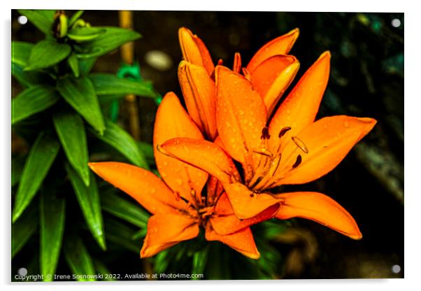 Asiatic Lilly Acrylic by Irene Sosnowski