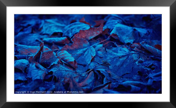 Frozen and blue foliage Framed Mounted Print by Ingo Menhard