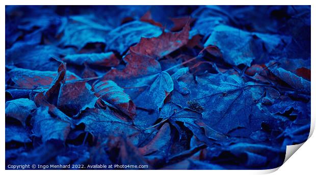 Frozen and blue foliage Print by Ingo Menhard