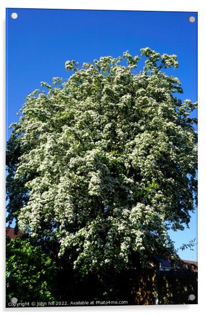 May Blossom on Hawthorn tree Acrylic by john hill