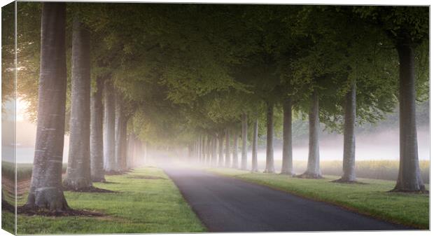 The Road to Moor Crichel Canvas Print by David Semmens