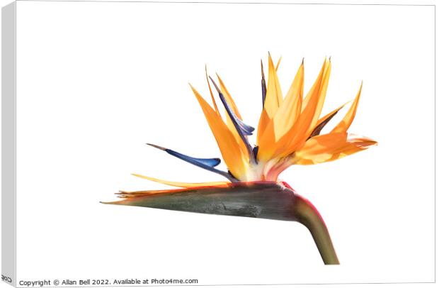 Bird of Paradise flower Canvas Print by Allan Bell