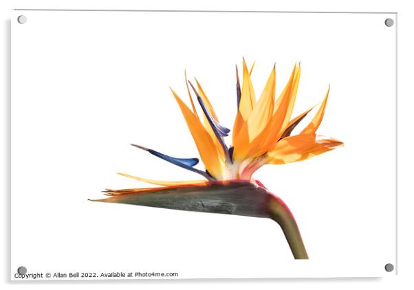 Bird of Paradise flower Acrylic by Allan Bell