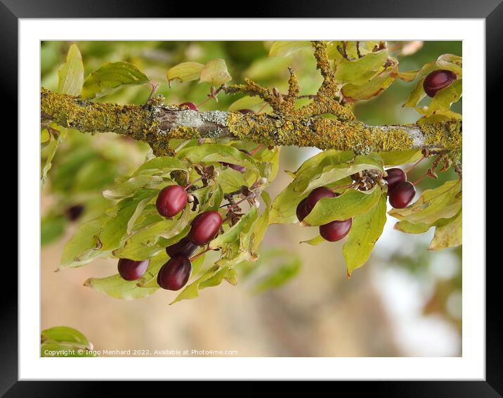 A closeup of tree leaves with blurred background Framed Mounted Print by Ingo Menhard