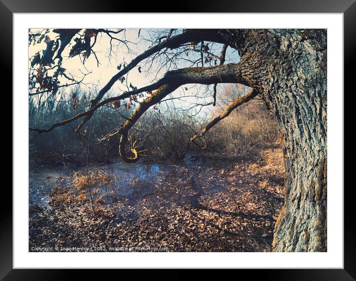Old tree trunk next to a lake in a forest Framed Mounted Print by Ingo Menhard
