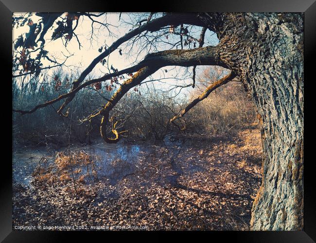 Old tree trunk next to a lake in a forest Framed Print by Ingo Menhard