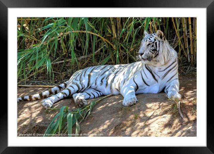 Chillin in the Bamboo Shade Framed Mounted Print by Donna Kennedy
