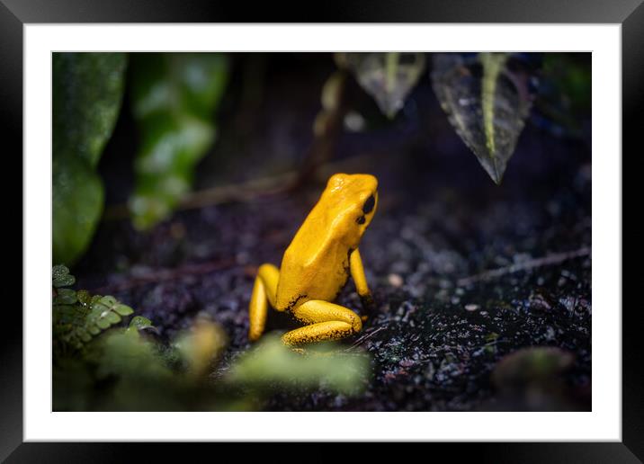 Golden Poison Frog Framed Mounted Print by Artur Bogacki