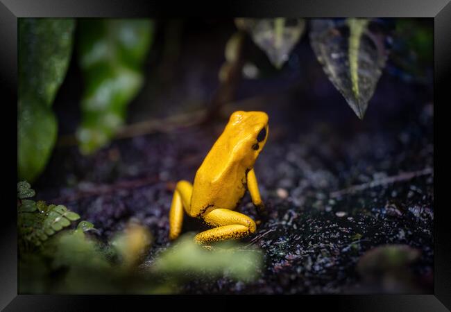 Golden Poison Frog Framed Print by Artur Bogacki