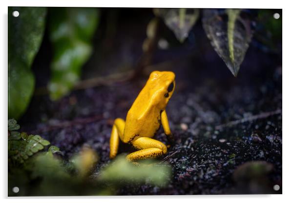 Golden Poison Frog Acrylic by Artur Bogacki