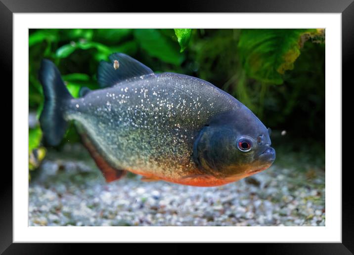 Piranha Fish Framed Mounted Print by Artur Bogacki