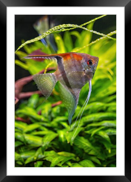 Pterophyllum Scalare Freshwater Angelfish Framed Mounted Print by Artur Bogacki