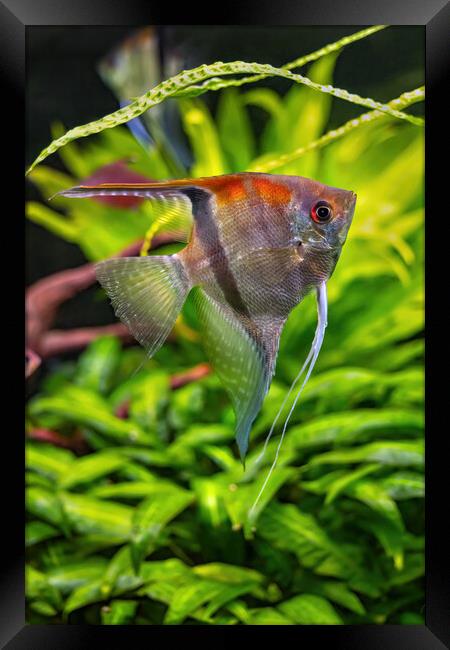 Pterophyllum Scalare Freshwater Angelfish Framed Print by Artur Bogacki