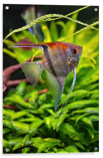 Pterophyllum Scalare Freshwater Angelfish Acrylic by Artur Bogacki