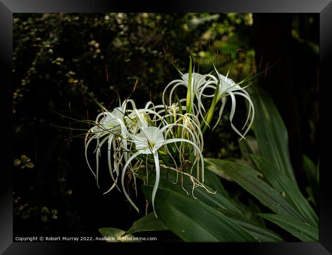 Spider Lily Framed Print by Robert Murray
