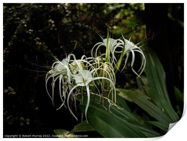 Spider Lily Print by Robert Murray