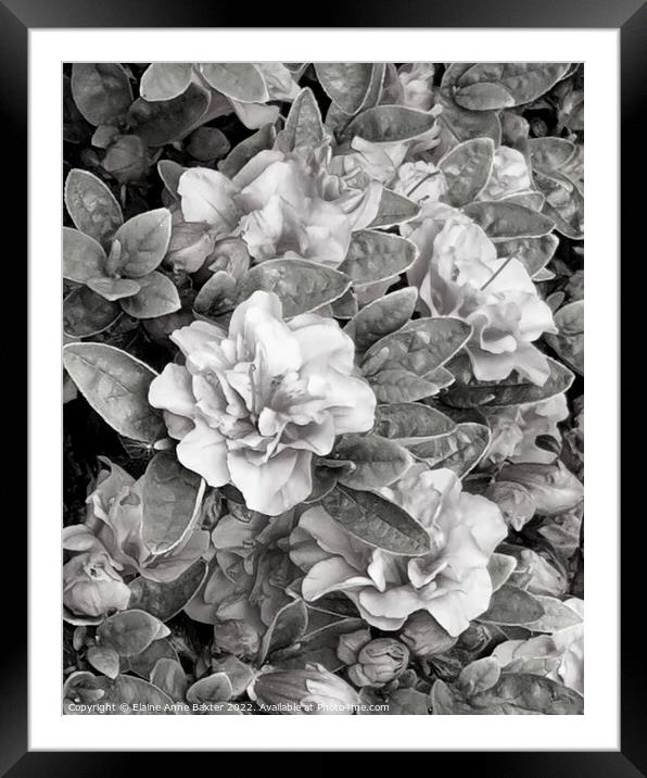 Azalea Bush in Bloom  Framed Mounted Print by Elaine Anne Baxter
