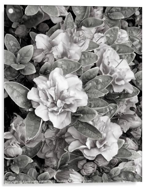 Azalea Bush in Bloom  Acrylic by Elaine Anne Baxter