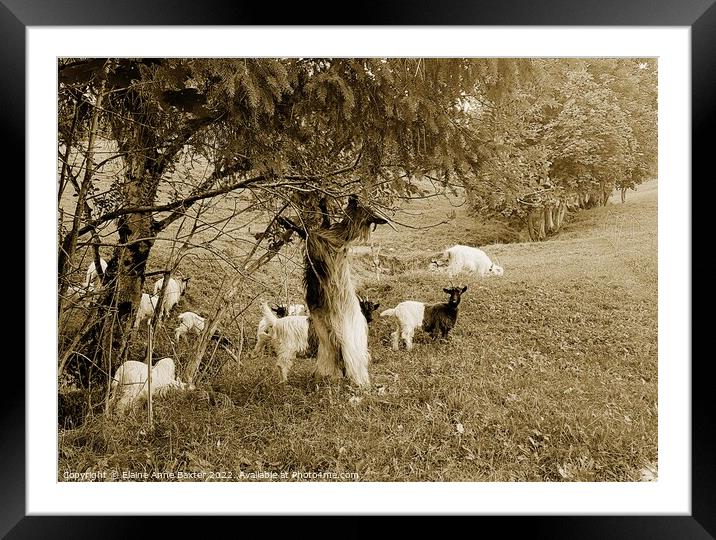Valais Blackneck Goats Framed Mounted Print by Elaine Anne Baxter