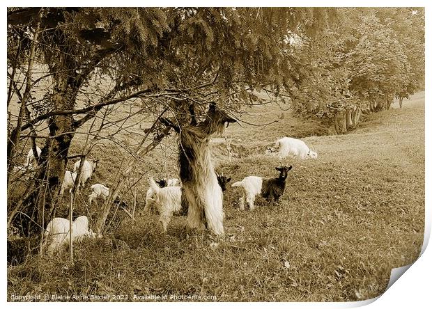 Valais Blackneck Goats Print by Elaine Anne Baxter