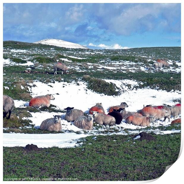 Winter grazing in the Peak district. Print by john hill